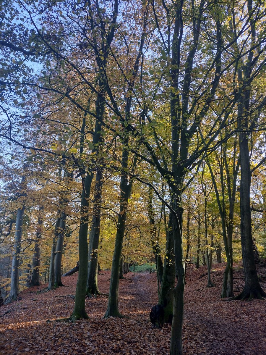 An image of autumn trees