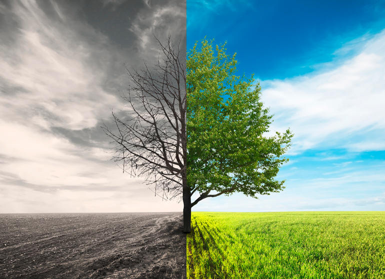 Image of a tree, with bleak winter on one side and lush summer on the other